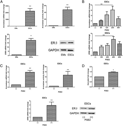 Expression and regulation of aromatase, ERβ, and PGE2 in ESCs and EMs.