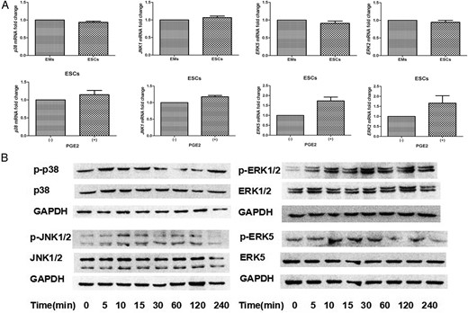 PGE2 treatment stimulates the p38, JNK1/2, ERK1/2, and ERK5 MAPK pathways in ESCs.