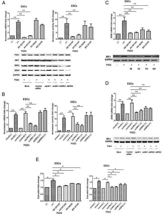 PGE2 stimulated aromatase and ERβ expression via MAPK pathways in ESCs.