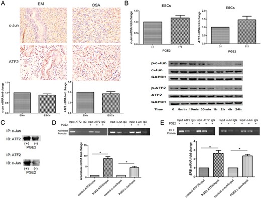 PGE2 enhances binding of ATF2 and c-Jun to the aromatase and ERβ promoter region in ESCs.