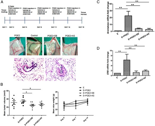 P38 and JNK inhibition in vivo abrogates PGE2-induced estradiol production and growth of endometriosis grafts.