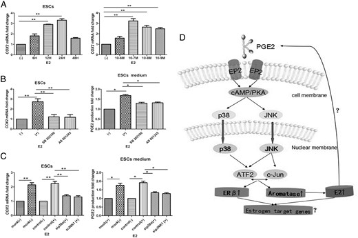 P38 and JNK inhibition suppresses E2-induced PGE2 production in ESCs.