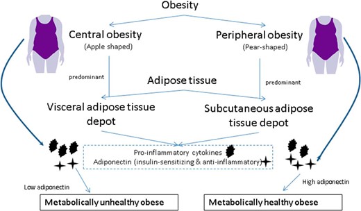 Higher SAT is associated with higher circulating ADPN, which is anti-inflammatory and insulin sensitizing.