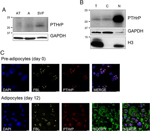 Representative Western Blot analysis of PTHrP protein expression in human VAT fractions, and immunofluorescence colocalization of PTHrP and fibrilarin proteins.