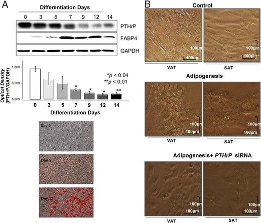 PTHrP protein expression levels during 3T3–L1 differentiation into adipocytes and effects of PTHrP mRNA silencing on A-hMSC cell differentiation into adipocytes.