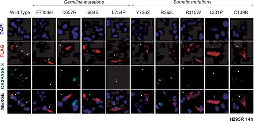 Study of ARMC5 mutant-induced apoptosis in H295R cells.