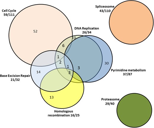 Pathways up-regulated by HG in monozygotic twins with T1D.