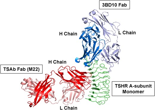 The TSHR A-subunit monomer cannot represent both forms (active and inactive) of purified A-subunits.