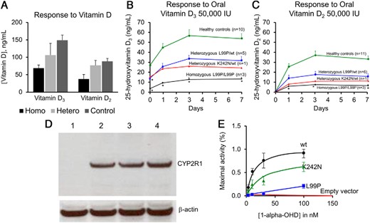 Effect of CYP2R1 mutations on 25-hydroxylase activity.