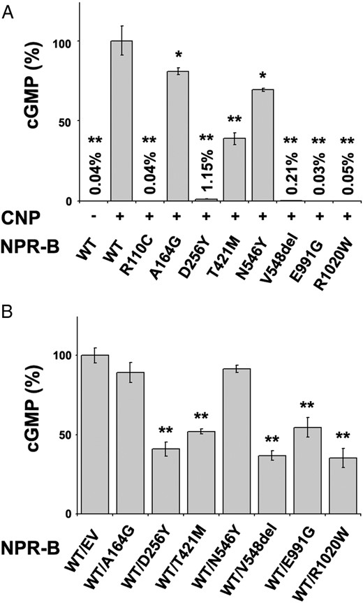 CNP-dependent guanylate cyclase activity of WT NPR-B and mutants.