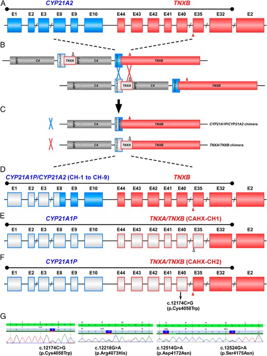 Schematic diagram of CYP21A1P/CYP21A2 and TNXA/TNXB chimera genes.