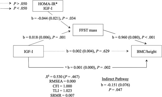 Insulin resistance has a negative effect on the FFST mass-dependent relationship between IGF-1 and bone mass.