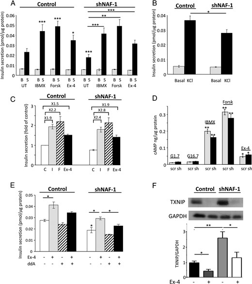 shRNA knockdown of NAF-1 decreases glucose- and KCl-stimulated insulin secretion while preserving the response to cAMP. A, Insulin secretion of shNAF-1 and control β-cells was assessed by static incubations at 1.7 mmol/L glucose (basal; B) and after stimulation with 16.7 mmol/L glucose (stimulated; S) without (untreated; UT) and with 0.5 mmol/L IBMX, 5 μmol/L forskolin (Forsk), or 100 nmol/L exenatide (Ex-4). B, Insulin secretion of control and shNAF-1 cells at 1.7 mmol/L glucose (basal) and after stimulation with 60 mmol/L KCl for 1 hour. Results in A and B are expressed as means ± SEM of three independent experiments in triplicates. C, Data shown in A are expressed as fold of insulin secretion in control cells at 16.7 mmol/L glucose (control, C; IBMX, I; forskolin, F; exenatide, Ex-4). D, cAMP levels in control (scr) and shNAF-1 (sh) cells incubated at 1.7 and 16.7 mmol/L glucose (G) without and with 0.5 mmol/L IBMX, 5 μmol/L forskolin (Forsk), or 100 nmol/L exenatide (Ex-4) for 5 minutes. E, Effect of 30 μmol/L ddA on exenatide (Ex-4)-stimulated insulin secretion in control and shNF-1 cells. F, TXNIP expression in control and shNAF-1 cells treated with and without exenatide (Ex-4) for 48 hours. A representative blot and quantifications are shown (n = 5). *, P < .05; **, P < .01; ***, P < .001 compared to controls (INS-1E cells transfected with scrambled or NAF-1 shRNA at 16.7 mmol/L glucose) or between the indicated groups.