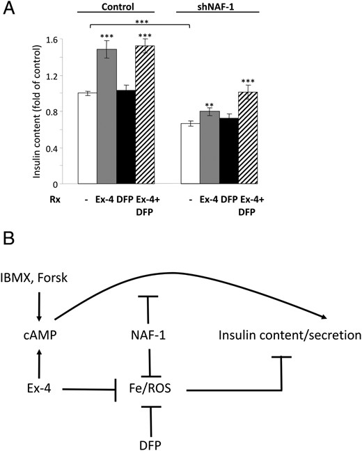 Effects of NAF-1 deficiency and treatment with GLP-1-RA (Ex-4) and iron chelation on β-cell function. A, Insulin content of control and shNAF-1 cells treated without (−) or with Ex-4 (100 nmol/L) and the iron chelator DFP (25 μmol/L) alone or together (three independent experiments in three and six replicates). Results were normalized to protein content and are expressed as fold of control. B, A model of β-cell dysfunction in T2-WFS and rationale for treatment with GLP-1-RA and iron chelators such as DFP. **, P < .01; ***, P < .001 compared to controls (scrINS-1E and shNAF-1 INS-1 cells) or between the indicated groups.