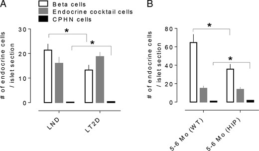 The impact of nonhormone-expressing endocrine cells on the deficit in beta cell mass in T2D is minimal. The number of CPHN cells/islet section is very small when compared with the number of beta cells/islet section in the LND, and the deficit in beta cells in the LT2D subjects cannot be accounted for by the increase in CPHN cells in type 2 diabetes. (A) There is an approximate 38% deficit in beta cells in the islets from the subjects with type 2 diabetes (13.2 ± 2.0 vs 21.3 ± 2.4 cells/islet section, LT2D vs LND, P < .05). The number of CPHN cells/islet section is increased in type 2 diabetes (0.39 ± 0.05 vs 0.19 ± 0.03 cells/islet section, LT2D vs LND, P < .01) but this increase does not account for the beta cell deficit seen in T2D. (B) A similar pattern of changes of islet endocrine cells was observed in HIP rats. The early onset of diabetes (5- to 6-month-old HIP rats) is associated with approximately 45% deficit in beta cells (35.7 ± 5.4 vs 64.6 ± 9.0, beta cells/islet section, HIP vs WT), which resembles that in the LT2D condition in humans. Again the number of CPHN cells in 5- to 6-month-old HIP rats is also increased (1.8 ± 0.2 vs 1.0 ± 0.1, cells/islet section, HIP vs WT). There was no change of islet endocrine cells expressing islet hormones other than insulin in both human and animal T2D; therefore, the beta cell deficit in T2D cannot be explained by conversion of beta cells to other endocrine cells. White bars: beta cells; gray bars: endocrine cocktail cells; black bars: CPHN cells per islet section. All data were expressed as mean ± SEM, n = 10 (human) and 4 (rat) per group. *P < .05.