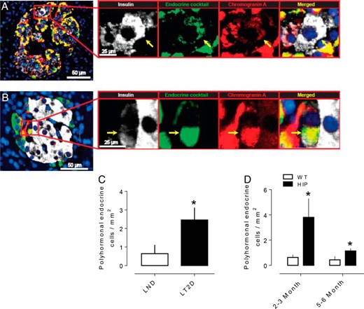 Increased number of polyhormonal endocrine cells in T2DM. Representative merged images of a pancreatic islet from a subject with T2DM (A) and HIP rat (B) showing polyhormonal cells. Insets in both panels show higher magnification of the indicated region in the low power images and the arrows show the cell that express insulin (white), endocrine cocktail (green), chromogranin A (red), and merged (yellow) with DAPI. The number of polyhormonal cells is increased in subjects with T2D (C) and in the T2D animal model (HIP rats) preceding (2–3 months of age) and following (5–6 months of age) diabetes (D). Scale bars, 50 μm (low-power images), 25 μm (insets). Data were presented as mean ± SEM, n = 4–6 each group *P < .05.