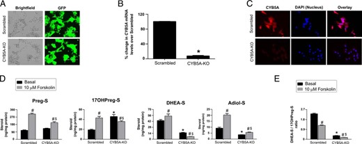 Adrenocortical cell knockdown of CYB5A. A, Expression of green fluorescent protein in HAC15 adrenocortical cells transduced with lentiviral shRNA. Scale bars, 200 μm. B, Knockdown of CYB5A mRNA in scrambled and CYB5A-KO cells. Data are shown as the percentage change compared with scrambled. Results are given as mean ± SEM. Statistical analyses were performed using the t test, *P < .001 vs scrambled. C, Immunocytochemistry denoting expression of CYB5A protein (red) in scrambled and knockdown cells. Nuclei are counterstained with DAPI (blue). D, Effect of CYB5A knockdown on HAC15 cell production of Δ5-steroid sulfates. Scrambled and CYB5A-KO cells were treated with the 10 μM forskolin for 48 h. The Δ5-steroid sulfate content of media was determined using LC-MS/MS and normalized with cellular protein content. Results represent the mean ± SEM from three independent experiments performed in triplicate. Statistical significance was determined using a one-way ANOVA followed by Holm-Sidak test. *, P < .05 vs scrambled under basal conditions; $, P < .05 vs scrambled under forskolin-stimulated conditions; #, P < .05 vs basal in the same cell type. E, Ratios of DHEA-S/17OHPreg-S in scrambled and CYB5A-KO. Scrambled and CYB5A-KO cells were treated with the 10 μM forskolin for 48 h. The Δ5-steroid sulfate content of media was determined using LC-MS/MS and normalized with cellular protein content. Ratios of DHEA-S/17OHPreg-S were calculated and compared in different conditions. Results represent the mean ± SEM from three independent experiments performed in triplicate. Statistical significance was determined using a one-way ANOVA followed by Holm-Sidak test. *, P < .05 vs scrambled under basal conditions; $, P < .05 vs scrambled under forskolin-stimulated conditions; #, P < .05 vs basal in the same cell type.
