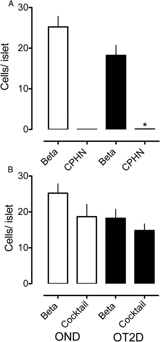 The impact of nonhormone-expressing endocrine cells on the deficit in β-cell mass in type 2 diabetes is minimal. The number of cells/islet of the CPHN cell fraction is very small when compared with the number of β-cells/islet in the OND, and the deficit in β-cells in the OT2D subjects cannot be accounted for by the increase in CPHN cells in type 2 diabetes. A, There is an approximately 30% deficit in β-cells in the islets from the subjects with type 2 diabetes (18.23 ± 2.49 vs 25.23 ± 2.59 β-cells/islet, OT2D vs OND, ^, P < .05). The number of CPHN cells/islet is increased in type 2 diabetes (0.11 ± 0.03 vs 0.03 ± 0.01 CPHN cells/islet, OT2D vs OND, *, P < .01), but this increase does not account for the β-cell deficit seen in type 2 diabetes. B, Islet endocrine cells expressing islet hormones other than insulin are not increased in type 2 diabetes (14.83 ± 1.83 vs 18.67 ± 3.47 endocrine cocktail cells/islet, OT2D vs OND, P = NS). Therefore, the β-cell deficit in type 2 diabetes (18.23 ± 2.49 vs 25.23 ± 2.59 β-cells/islet, OT2D vs OND, ^, P < .05) cannot be explained by conversion of β-cells to other endocrine cells. White bars, OND subjects; black bars, OT2D subjects.
