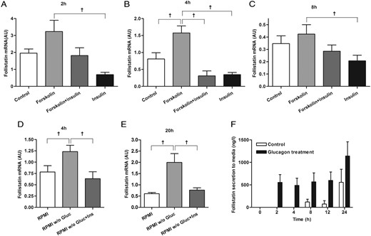 Regulation of follistatin in hepatocytes. In HepG2 cells, follistatin mRNA expression is induced by forskolin, whereas it is inhibited by insulin (ins) at 2 (A), 4 (B), and 8 hours (C). In HepG2 cells, starvation induces follistatin mRNA expression, which is inhibited by insulin at 4 (D) and 20 hours (E). In primary human hepatocytes, glucagon (gluc) stimulates follistatin secretion (F, black bars) compared with control conditions (F, white bars). †Significant by Student's t test. Data are mean ± SEM.