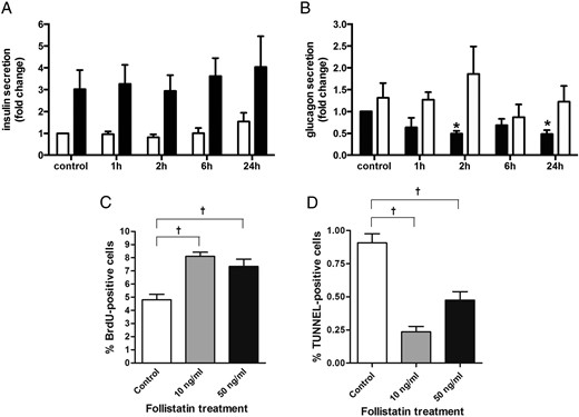 Follistatin treatment modulates glucagon secretion. Human islets were cultured for 0–24 hours on 804G matrix-coated dishes in the presence of 50 mM follistatin. (A) Insulin secretion: human islets were incubated for 60 minutes at 2.8 mM glucose (open bars) followed by 60 minutes at 16.7 mM glucose (closed bars) (n = 6). (B) Glucagon secretion: human islets were incubated for 60 minutes at 16.7 mM glucose (closed bars) followed by 60 minutes at 2.8 mM glucose (open bars) (n = 4). In sorted rat β cells, 24 hours of follistatin treatment at 10 or 50 ng/ml increases proliferation (C) and decreases cell death (D) (n = 4).*P < .05 compared to control as tested by ANOVA followed by Bonferroni post hoc test. †Significant by Student's t test. Data are presented as mean ± SEM.