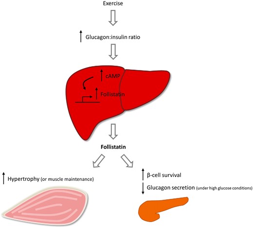 Schematic presentation of regulation and potential actions of follistatin. Liver-derived follistatin is regulated by the glucagon-to-insulin ratio during exercise, a mechanism dependent on cAMP in hepatocytes. Circulating follistatin may interact with the endocrine pancreas to increase β-cell survival and decrease glucagon secretion during energy abundance. Circulating follistatin may also interact with skeletal muscle to induce hypertrophy or to spare the muscle from breakdown under energy deprived conditions.