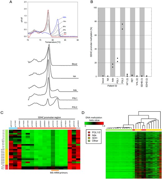 SDHC promoter methylation analysis. A, MS-HRM analysis of 16 CpGs in the proximal region of the SDHC gene covering the sequence from −97 to +147. Representative melting curves, plotted as negative derivative of fluorescence over temperature vs temperature, of standard DNA with various degrees of methylation and DNA extracted from samples of interest. B, SDHC promoter methylation compared to PPGLs from patients with known germline mutations. Circles indicate averages of two bisulfite modifications from two different DNA extractions of the same tumor; “x” indicates different tumor samples with the indicated mutations (number of samples in parentheses). C, Heatmap showing the methylation pattern (Illumina 450K array) of probes spanning the SDHC promoter (orange bar) and adjacent areas (blue and gray). Patient DNA from both PGLs and the adenoma is compared to PPGLs from SDHx-related cases (yellow bar) and SDHx-wild-type PPGLs (green bar). Probes (cg01931502/ cg11221265) covering the same region as MS-HRM primers indicate methylation of 55/40%, 57/44%, and 29/14% for PGL1, PGL2, and the adenoma, respectively. D, Heatmap of whole genome methylation profile with tumors ordered by similarity assessed by hierarchical cluster analysis. Abbreviations: NA, normal adrenal; Ade, patient's adenoma; PGL1/2, patient's paragangliomas.