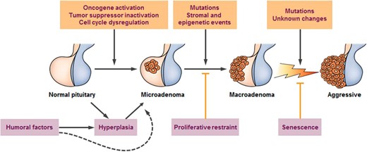 Cascade of pituitary tumorigenesis.
