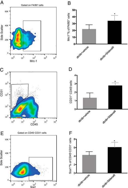 Quantification of M2 macrophages, ECs, and AP cells in stromavascular fraction of VAT in db/db mice after sildenafil treatment.