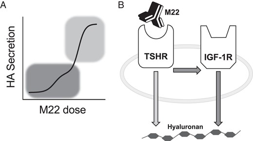 IGF-1R-dependent vs IGF-1R-independent TSHR stimulation of HA secretion in GOFs.