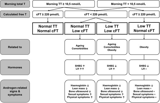 Summary of the differences between men with normal TT/low cFT, low TT/low cFT and low TT/normal cFT.