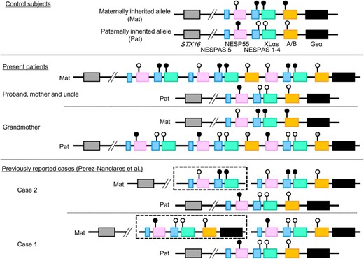 Genomic structures and methylation profiles of GNAS alleles in control subjects (top panel), the present patients (middle panel), and the previously described patients (bottom panel; Ref.