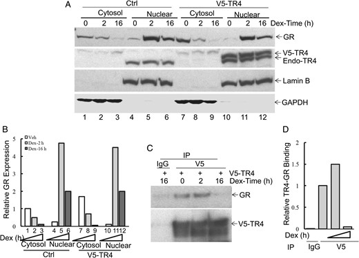 Dex treatment dynamically regulates TR4 and GR interaction.