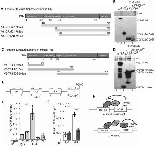 Interaction of TR4 with GR requires the N-terminal GR domain and TR4 DNA binding domain.