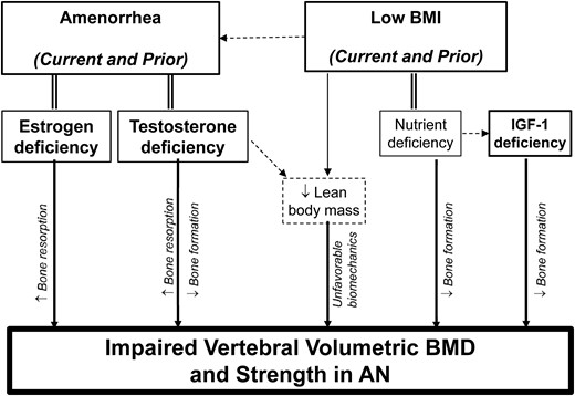 Conceptual model of impaired skeletal health in AN. Conceptual model depicting the determinants of impaired vertebral integral volumetric BMD and vertebral strength in low-weight AN and atypical AN.