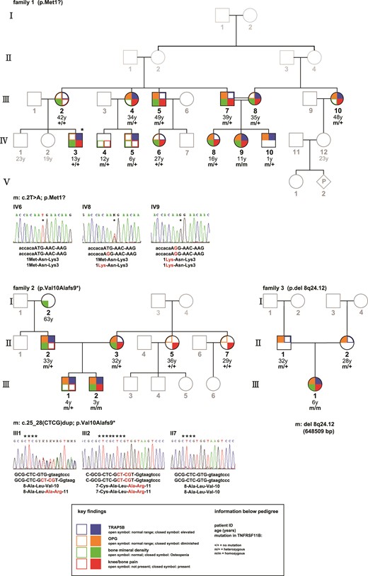 Pedigree of Families 1 to 3. Investigated family members are highlighted; the mutational status is indicated as m = mutation or + = regular sequencing results. The respective mutations in TNFRSF-11B are displayed for each family. The main findings are shown as following: left upper corner (brown color): diminished (closed symbol) or normal (open symbol) serum levels of OPG; left lower corner (green color): lower than normal (closed symbol) or within normal range (open symbol) bone mineral density as assessed by a dual-energy X-ray absorptiometry measurement (Lunar Prodigy); right lower corner (red color): presence (closed symbol) or absence (open symbol) of bone pain, described as frequent knee and bone pain after physical exercise and/or pain at lumbar and thoracic spine; right upper corner (blue color): elevated (closed symbol) or normal (open symbol) serum levels of TRAP 5b. *Individual IV-3 is suffering from rheumatoid arthritis.