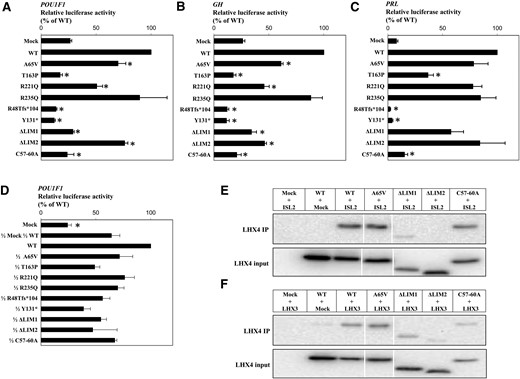Functional assessment of the identified LHX4 variants. (A–D) Transactivation of the POU1F1, GH, and PRL proximal promoters by LHX4 variants. CHO cells were transiently cotransfected with 30 ng of cDNA expression vectors for wild-type (WT) or mutated LHX4 and 100 ng of a luciferase reporter gene under the control of the POU1F1, GH, or PRL promoter. Promoter activity was assessed by measuring luciferase activity 24 hours after transfection. For negative and half-dose controls, the total amount of plasmid was adjusted to 30 ng with the empty expression vector. Results are expressed in relative light units normalized by the total amount of protein (in µg) and adjusted to WT activity. The data are the mean ± SD of 3 independent experiments, each performed in triplicate. (A–C) P < 0.01 compared with WT (*). (D) P < 0.01 compared with 1/2 mock, 1/2 WT (*). (E) Coimmunoprecipitation of HA-LHX4 and FLAG-ISL2. HEK293T whole-cell lysates were immunoprecipitated with anti-FLAG antibody (ISL2). LHX4 was revealed using anti-HA antibody. (F) Coimmunoprecipitation of HA-LHX4 and FLAG-LHX3. HEK293T whole-cell lysates were immunoprecipitated with anti-FLAG antibody (LHX3). LHX4 was revealed using anti-LHX4 antibody (Santa Cruz Biotechnology). Input represents 10% of total lysates.