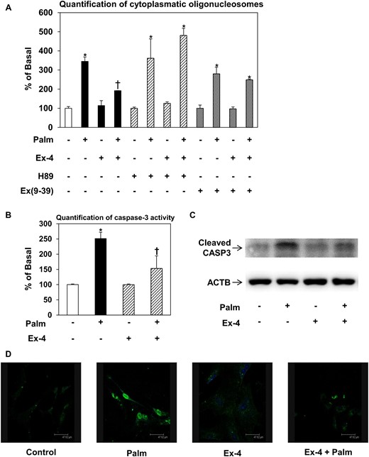 Palmitate-induced apoptosis of human CPCs and protective effects of exendin-4. Human CPCs were incubated in the presence of 20 nmol/L exendin-4, or left untreated, before challenge with 0.25 mmol/L palmitate for 16 hours. (A) Quantification of cytoplasmic oligonucleosomes by enzyme-linked immunosorbent assay. The effects of exendin-4 in the presence of the GLP1R antagonist exendin 9-39 or the PKA inhibitor H89 are also shown. Cells were pretreated with 20 nmol/L exendin 9-39 for 8 hours, or 5 µmol/L H89 for 2 hours, or left untreated, and then incubated with or without 20 nmol/L exendin-4 for 8 hours before palmitate addition. (B) Quantification of CASP3 activity by Caspase-3 Colorimetric Assay Kit. (C) Evaluation of cleaved CASP3 protein levels by immunoblotting. Protein lysates (30 µg) were subjected to 12% sodium dodecyl sulfate–polyacrylamide gel electrophoresis and immunoblotting with anticleaved CASP3 and anti-β-actin (ACTB) antibodies, respectively. ACTB was used as a loading control. (D) Assessment of cell apoptosis by terminal deoxynucleotidyltransferase-mediated dUTP nick end labeling assay in CPCs pretreated with 20 nmol/L exendin-4, or left untreated, and then exposed to 0.25 mmol/L palmitate for 16 hours. Scale bar, 47.62 µm. Data are presented as mean ± standard error of the mean of at least three experiments, which were carried out using cells from different human donors; *P < 0.05 vs basal (no palmitate); †P < 0.05 vs palmitate alone. Ex-4, exendin-4; Ex(9-39), exendin 9-39; Palm, palmitate.