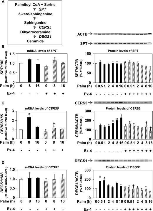 Effects of exendin-4 on the regulation of the ceramide synthesis pathway by palmitate. (A) Schematic representation of the de novo synthesis of ceramide. (B–D) Human CPCs were incubated in the presence or absence of 20 nmol/L exendin-4 for 8 hours, and then exposed to 0.25 mmol/L palmitate for 16 hours. Each panel shows, for each enzyme, the mRNA levels assessed by quantitative reverse transcription PCR (left panel), a representative immunoblot (right, top panel), and the quantitation of at least three experiments (right, bottom panel). β-actin (ACTB) was used as a loading control. (B) mRNA and protein levels of SPT. (C) mRNA and protein levels of CERS5. (D) mRNA and protein levels of DEGS1. All data are presented as mean ± standard error of the mean of at least three experiments, which were carried out using cells from different human donors. *P < 0.05 vs basal (no palmitate); †P < 0.05 vs palmitate alone. CoA, coenzyme A; Ex-4, exendin-4; Palm, palmitate.