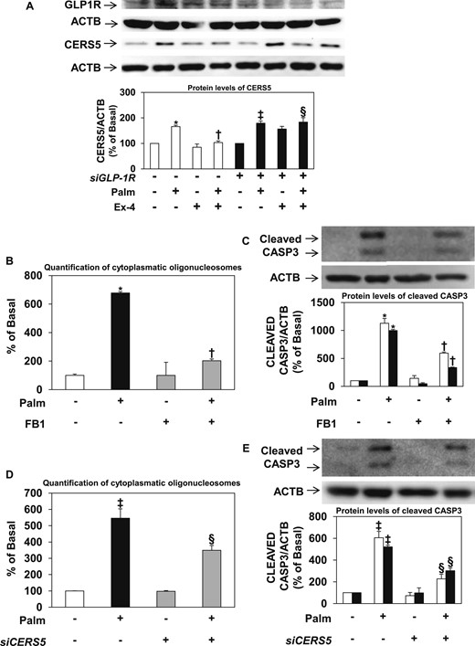 Modulation of CERS5 expression and ceramide-associated apoptosis in human CPCs. (A) Exendin-4 reduces CERS5 protein expression through the GLP1R. Cells were transfected with a mixture of three GLP1R siRNAs (50 nmol/L) for 24 hours, then stimulated with 20 nmol/L exendin-4 for 8 hours, and finally exposed to 0.25 mmol/L palmitate for 16 hours. Protein levels of the GLP1R and CERS5 in the experimental cells are shown. Protein lysates (25 µg) were subjected to 10% sodium dodecyl sulfate–polyacrylamide gel electrophoresis and immunoblotting with anti-GLP1R or anti-CERS5 antibodies, respectively. β-actin (ACTB) was used as a loading control. Data are presented as mean ± standard error of the mean (SEM) of at least three experiments, which were carried out using cells from different human donors. *P < 0.05 vs basal (Lipofectamine 2000); †P < 0.05 vs palmitate alone; ‡P < 0.01 vs siGLP1R alone; §P < 0.05 vs siGLP1R and exendin-4. (B–E) CERS5 mediates palmitate-induced apoptosis. Human CPCs were treated with (B, C) 20 µmol/L FB1 for 8 hours or (D, E) transfected with a siRNA specific to CERS5 (20 µmol/L for 24 hours) before exposure to 0.25 mmol/L palmitate for 16 hours. Apoptosis was evaluated by (B, D) enzyme-linked immunosorbent assay for cytoplasmic oligonucleosomes and quantification of cleaved CASP3 by (C, E) immunoblotting. (C, E) White bars and black bars represent the 17-kDa and 19-kDa fragments of CASP3, respectively. ACTB was used as a loading control. Data are presented as mean ± SEM of at least three experiments, which were carried out using cells from different human donors; *P < 0.05 vs basal (no palmitate); †P < 0.05 vs palmitate alone. ‡P < 0.05 vs basal (Lipofectamine 2000); §P < 0.05 vs basal (Lipofectamine 2000) and palmitate. Ex-4, exendin-4; Palm, palmitate; siCERS5, siRNA to CERS5; siCtrl, negative control for siRNA; siGLP1R, siRNA to GLP1R.