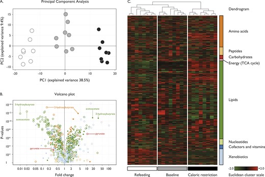Metabolomic signature of CR. Seven hundred seventy metabolites were measured in eight subjects at three time points: baseline (gray), after CR (black), and upon RF (white). (A) The PCA; principal component 1 (PC1) captured 38.5% of the variance of the data set and discriminated well between the three study conditions, whereas component 2 (PC2) covered 9.4% of the variance. (B and C) Changes in metabolite categories: amino acids (dark orange), peptides (light orange), carbohydrates (red), energy and the tricarboxylic acid (TCA) cycle (pink), lipids (dark green), nucleotides (light green), cofactors and vitamins (dark blue), and xenobiotics (light blue). (B) A volcano plot of the statistical significance as indicated by P values (y-axis) associated with fold change in each metabolite (x-axis); baseline to CR (filled circles); CR to RF (open circles). A large percentage of metabolites significantly increased (38%; n = 295) or decreased (39%; n = 300) upon CR. (C) A heatmap derived from hierarchical clustering of the metabolomic data. Clustering was performed using complete linkage and Euclidean distance, where each sample is a vector with all of the metabolite values. The color scale correlates with relative metabolite abundance across the samples: the black indicates median value, red an elevation above the median, and green a decrease below the median.