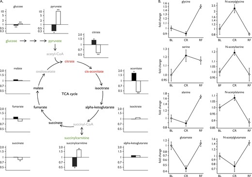 Glycolysis and gluconeogenesis. (A) Statistically significant increases (red) and decreases (green) in metabolites involved in glycolysis and the TCA cycle with CR (black bars) and upon RF (white bars). Fold changes in glucose, pyruvate, and TCA cycle components are shown (y-axis). Some metabolites were not measured in this assay (gray). Statistical significance is presented as follows: + for P values between 0.001 and 0.05; * for P values ≤ 0.001; ** for P values ≤ 0.001 and q values ≤ 0.001. (B) Fold changes in glucogenic amino acids and their N-acetyl-derivatives during the study. Plots show mean ± SEM of the eight subjects at baseline (BL; gray), CR (black), and RF (white).