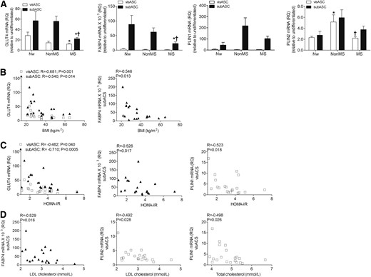 Expression levels of adipogenic genes in the visASCs and subASCs after 21 days of adipogenic differentiation. (A) GLUT4, FABP4, PLIN1, and PLIN2 mRNA expression levels in the ASCs of subjects grouped according to their metabolic profile. (B–D) Correlations between expression levels of adipogenic genes and BMI, HOMA-IR, and cholesterol level. GLUT4, FABP4, PLIN1, and PLIN2 mRNA values were determined by quantitative polymerase chain reaction and normalized to RPL13A mRNA, taking the cultured cells in nonadipogenic medium as the calibrator. (Nw, n = 5; non-MS, n = 6; MS, n = 9). *, significantly different results (Mann-Whitney U test, P < 0.05) compared with those of the Nw patients; †, significantly different results (Mann-Whitney U test, P < 0.05) compared with those of the patients without MS. HOMA-IR, homeostatic model assessment of insulin resistance; LDL, low-density lipoprotein; RQ, relative quantitation.
