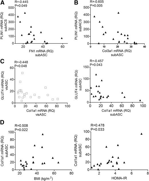 Expression levels of adipogenic genes and mRNA levels of proteins associated with adipose tissue fibrosis. (A, B) Correlation between the expression levels of PLIN1 with FN1and Col3a1 mRNA in subASCs. (C) Correlation between the expression levels of Glut4 and Col1a1 mRNA in the ASCs. (D) Correlation between the transcriptional levels of Col1a1 in the ASCs with patients’ BMI and HOMA-IR. Values are reported as mean ± SE (Nw, n = 5; non-MS, n = 6; MS, n = 9).