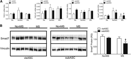 Expression of proteins involved in TGFβ signaling. (A) mRNA expression levels of TGFβ signaling components in ASCs from the subjects grouped by metabolic profile. Values are reported as mean ± SE (Nw, n = 5; non-MS, n = 6; MS, n = 9). (B) Smad7 expression detected by western blot. Proteins (22 μg) from the cytoplasmic fraction from the ASCs from subjects with different metabolic profiles were loaded on the respective lanes of polyacrylamide gels (7.5%), underwent electrophoresis under denaturing conditions, and were transferred to polyvinylidene fluoride membranes. The graph represents the relative optical density values revealed by specific labeling against Smad7 compared with those from the vinculin loading control. Values are reported as mean ± SE (non-MS, n = 4; MS, n = 4). *, significantly different results (Mann-Whitney U test, P < 0.05) compared with those of the Nw subjects; †, significantly different results (Mann-Whitney U test, P < 0.05) compared with those of patients without MS.
