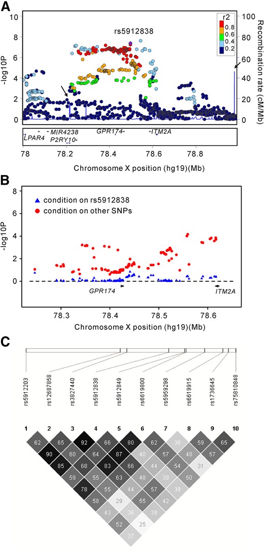 Regional plots of association results, logistic regression analysis, and linkage disequilibrium block analysis. (A) The GD-associated SNPs in the Xq21.1 region in the GWAS stage. The color of each SNP dot reflects its r2 value, with the top genotyped SNP, rs5912838, represented by the purple dot. (B) Two-locus logistic regression for rs5912838 on Xq21.1 in the GWAS stage. P values of the other SNPs on Xq21.1 after conditioning on rs5912838 are represented by blue triangles. P values of rs5912838 after conditioning on the other SNPs are represented by red dots. (C) Linkage disequilibrium block analysis for the 10 selected SNPs. Values shown are the r2 values between 2 SNPs.