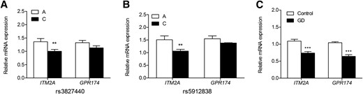 Association of the transcription levels of ITM2A and GPR174 and rs3827440 and rs5912838. (A) The transcription level of ITM2A but not GPR174 was regulated by susceptibility SNP rs3827440 in PBMCs from healthy individuals (TT, n = 51; TC, n = 60; CC, n = 78). (B) The transcription level of ITM2A but not GPR174 was regulated by susceptibility SNP rs5912838 in PBMCs from healthy individuals (AA, n = 74; AC, n = 59; CC, n = 55). (C) Transcription levels of ITM2A and GPR174 in PBMCs from 56 untreated GD patients were significantly decreased compared with that in 191 healthy individuals PBMCs. Data are presented as the mean ± standard error of the mean. **P ≤ 0.01; ***P ≤ 1 × 10−6. Statistical analysis was performed by 1-way analysis of variance. mRNA, messenger RNA.