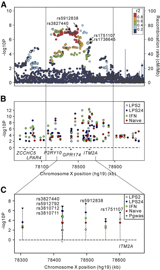 Regional plots of association results of GWAS and stimulus-specific eQTLs of ITM2A. (A) GD-associated SNPs in the Xq21.1 region in the GWAS stage; rs3827440, rs5912838, rs1736645, and rs1751107 are shown as indicated by the arrows. (B) Total eQTL results of ITM2A on Xq21.1. The P values of 63 eSNPs regulating ITM2A expression in monocytes with or without LPS or IFN-γ stimulation. (C) The effect of 8 GD-associated SNPs with PGWAS ≤ 1 × 10−4 on the expression of ITM2A in monocytes with or without LPS or IFN-γ treatment. PGWAS of each SNP is shown as a black reverse triangle. LPS2, monocytes stimulated with 20 ng/mL LPS for 2 hours; LPS24, monocytes stimulated with 20 ng/mL LPS for 24 hours; IFN-γ, monocytes stimulated with 20 ng/mL IFN-γ for 24 hours; naïve, monocytes without any treatment.
