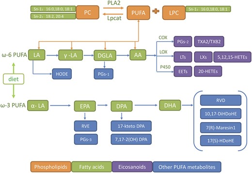 Pathways whereby bioactive lipid mediators are generated from phospholipids and FAs. AA is C20:4; DHA is C22:6; LA is C18:2. ALA, alpha linolenic acid C18:3α; DGLA, dihomo-γ-linolenic acid C18:3γ; DPA, docosapentaenoic acid C22:5; EPA, eicosapentaenoic acid C20:5; Lpcat, lysophosphatidylcholine acyltransferase; LT, leukotriene; LX, lipoxin; PLA2, phospholipase A2; P450epo, cytochrome P450 epoxygenase; RVD, resolvin D; RVE, resolvin E; TXA2, thromboxane A2.