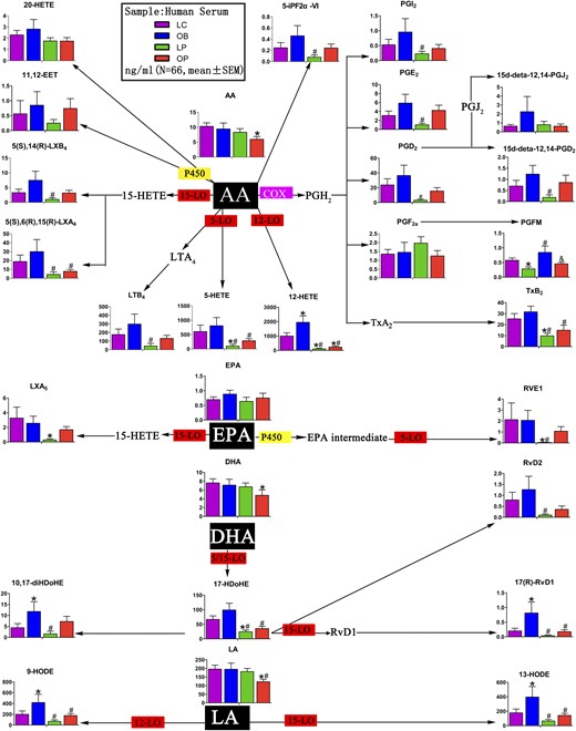 Serum bioactive lipids derived from AA, eicosapentaenoic acid (EPA), DHA, and LA. AA is C20:4; DHA is C22:6; EPA is C20:5; LA is C18:2. *P < 0.05 compared with LC; #P < 0.05 compared with OB; &P < 0.05 compared with LP. LT, leukotriene; LTB4, leukotriene B4; LX, lipoxin; LXA4, lipoxin A4; PGFM, prostaglandin F metabolite; PGI2, prostacycline I2; P450epo, cytochrome P450 epoxygenase; 15d-PGJ2, 15-deoxy-Δ12,14-prostaglandin J2.