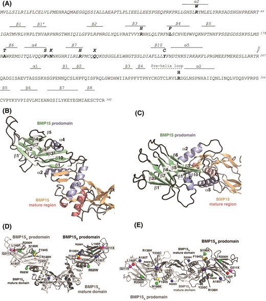 Molecular modeling of pro-BMP15 (O95972). (A) Sequence of hBMP15 with the prodomain, indicated by italics. Secondary structure elements (β-sheets and α-helices) are depicted above the sequence. Mutations associated with POI are indicated (bold), as is the cleavage site between the pro- and mature domains (lightning bolt). (B–E) 3D homology model of hBMP15 proprotein complex based on the crystal structure of the proprotein complex of hBMP9 (Protein Data Bank ID 4YCG). (B) Cartoon representation of the BMP15 proprotein homology model to highlight the secondary structure elements of the prodomain (colored in green and light blue); the mature region is indicated with β-strands and α-helices colored in orange and light red, respectively. (C) As in (B), but rotated clockwise around the x-axis by 90°. The denotation of the secondary structure elements follows the definition as defined in Mi et al. (29); β-strands and helices missing in the BMP15 proprotein complex were either not present in the BMP9 structure template (e.g., helix α1) or are absent in BMP9 (and hence BMP15) due to structural differences between the prodomain architectures of BMP9 and TGF-β1, the latter of which was used to originally define the folding motif. (D) Cartoon representation of the 3D model of the BMP15 proprotein complex with the 10 mutations presented in this study highlighted. To indicate the location of the amino acid exchange, the Cα atom of the respective amino acid is shown as a sphere. The different mutations are colored as follows: mutations affecting protein secretion are marked in red, mutations leading to a decreased BMP15 signaling are shown in blue, and mutations resulting in a reduction of synergism with GDF9 are colored in green. The position of the nonsense mutation Q211X resulting in a premature stop in the prodomain is highlighted in magenta. As the BMP15 variant harboring the mutation F194S not only exhibits a significantly lowered protein yield, but also shows a decreased synergism with GDF9, it is marked in yellow. (E) As in (D), but rotated clockwise around the x-axis by 90°.